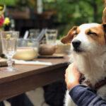 Should you take your nervous dog to a dog friendly place? - Dog Furiendly
