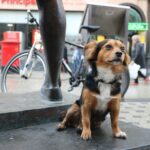 A Dog Friendly Day Out in Cardiff City Centre