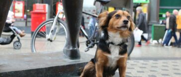 A Dog Friendly Day Out in Cardiff City Centre