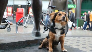A Dog Friendly Day Out in Cardiff City Centre