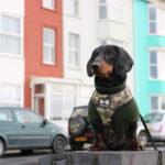 Seth's Guide to a Dog Friendly Holiday in Aberystwyth