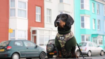 Seth's Guide to a Dog Friendly Holiday in Aberystwyth