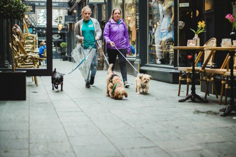 dog friendly shopping