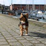 How to Spend a Dog Friendly Weekend in Swansea