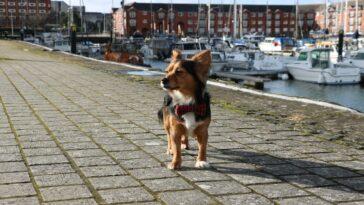 How to Spend a Dog Friendly Weekend in Swansea