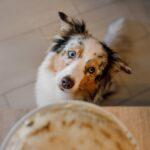 Dog Friendly Pancake Recipe - Dog Furiendly Recipes