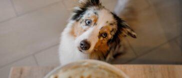 Dog Friendly Pancake Recipe - Dog Furiendly Recipes
