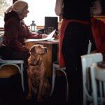 Tips For Visiting Dog Friendly Places - Dog Furiendly