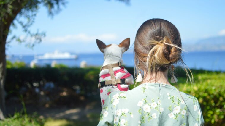 How to get a pet passport? - Dog Furiendly Travel Advice