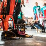 Teaching Your Dog to Settle Down