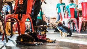 Teaching Your Dog to Settle Down