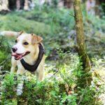 Pickle’s Favourite Dog Friendly Places in North Wales