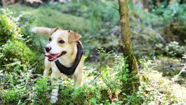 Pickle’s Favourite Dog Friendly Places in North Wales