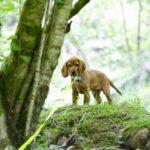 Why Archie the Cocker Spaniel loves Garwnant Visitor Centre