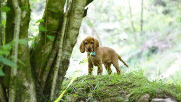 Why Archie the Cocker Spaniel loves Garwnant Visitor Centre