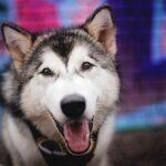 Celebrating Pride With Your Dog - Be More Atlas - Dog Furiendly