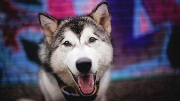 Celebrating Pride With Your Dog - Be More Atlas - Dog Furiendly