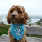Duke's First Dog Friendly Camping Holiday in Pembrokeshire
