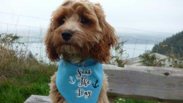 Duke's First Dog Friendly Camping Holiday in Pembrokeshire