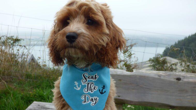 Duke's First Dog Friendly Camping Holiday in Pembrokeshire