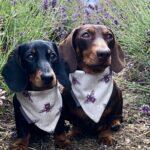 Dog Friendly Afternoon Tea at Widbrook Grange