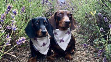 Dog Friendly Afternoon Tea at Widbrook Grange
