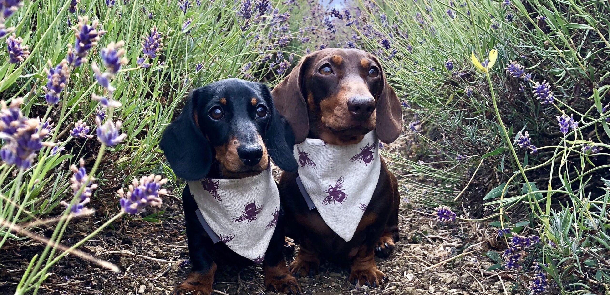 Dog Friendly Afternoon Tea at Widbrook Grange