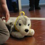 Unlike humans, dogs don't possess the skills to communicate with us when they're hurt or unwell. Simply knowing the signs for pain and discomfort could potentially save their life! Here's Why You Should Take a Pet First Aid Course.