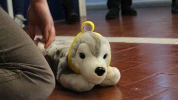 Unlike humans, dogs don't possess the skills to communicate with us when they're hurt or unwell. Simply knowing the signs for pain and discomfort could potentially save their life! Here's Why You Should Take a Pet First Aid Course.