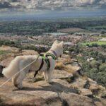 Wilma's Favourite Dog Walks in Chester - Dog Furiendly