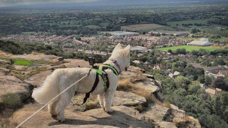 Wilma's Favourite Dog Walks in Chester - Dog Furiendly