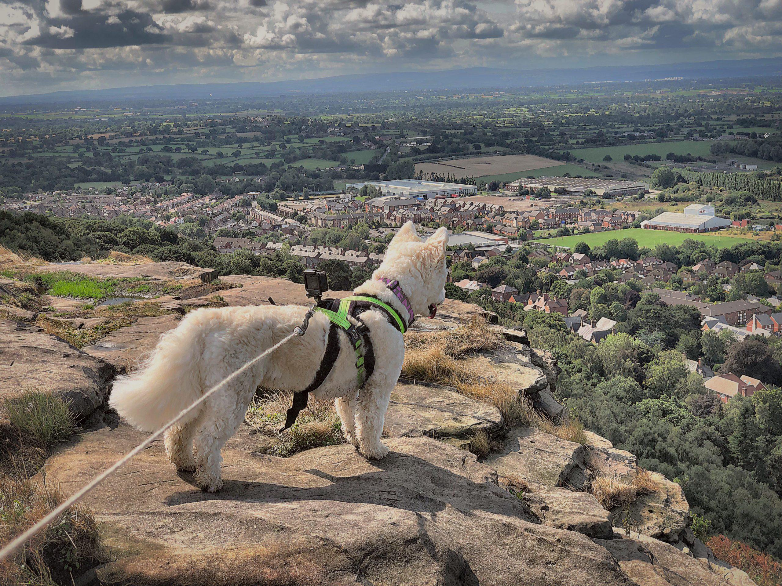 Wilma's Favourite Dog Walks in Chester - Dog Furiendly