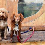 A Cosy Cabin Getaway in Herefordshire - Dog Furiendly