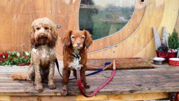 A Cosy Cabin Getaway in Herefordshire - Dog Furiendly