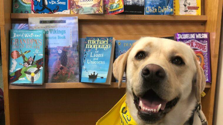 Arlo's Experience on Becoming a Therapy Dog - Dog Furiendly