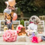 15 of the Best Dog Friendly Wedding Venues UK