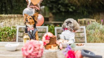 15 of the Best Dog Friendly Wedding Venues UK