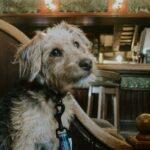 Dog Friendly Bakewell