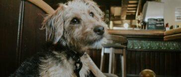 Dog Friendly Bakewell