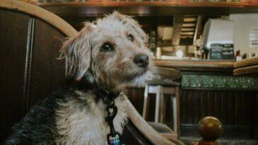 Dog Friendly Bakewell