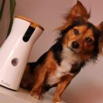 Why We Love Our New Dog Camera Furbo - Dog Furiendly