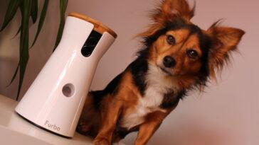 Why We Love Our New Dog Camera Furbo - Dog Furiendly