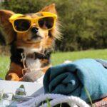 What to Pack For The Dog - Waggiest Weekend - Dog Furiendly