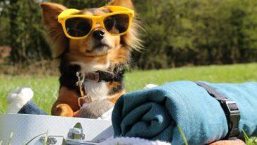 What to Pack For The Dog - Waggiest Weekend - Dog Furiendly