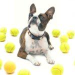 Enrichment Games for Dogs - Dog Furiendly
