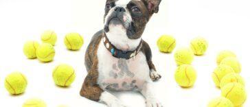 Enrichment Games for Dogs - Dog Furiendly