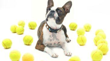 Enrichment Games for Dogs - Dog Furiendly