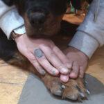 Pottery with the Pooch - Spin Pottery Class Glasgow
