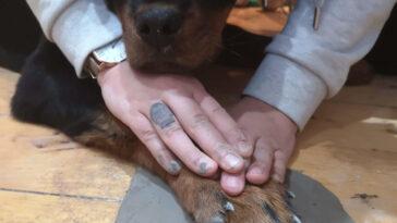 Pottery with the Pooch - Spin Pottery Class Glasgow