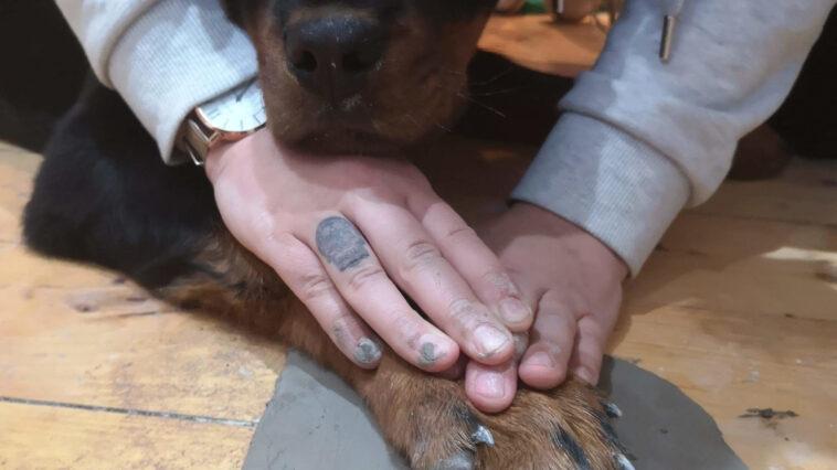 Pottery with the Pooch - Spin Pottery Class Glasgow